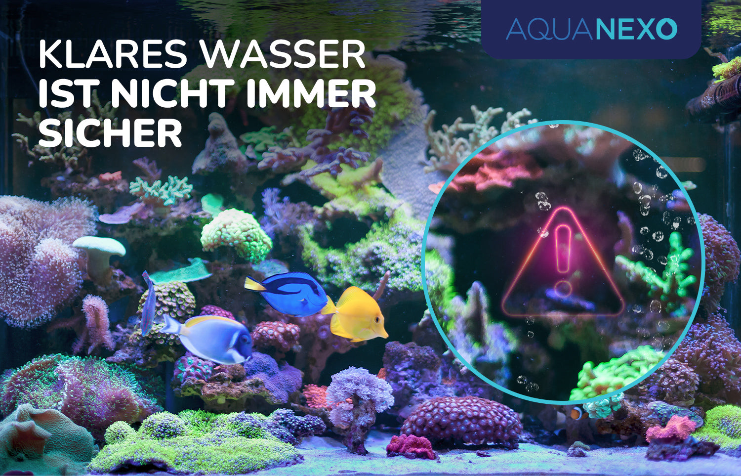 Aquariumwasser Sicher Testen – Aquanexo