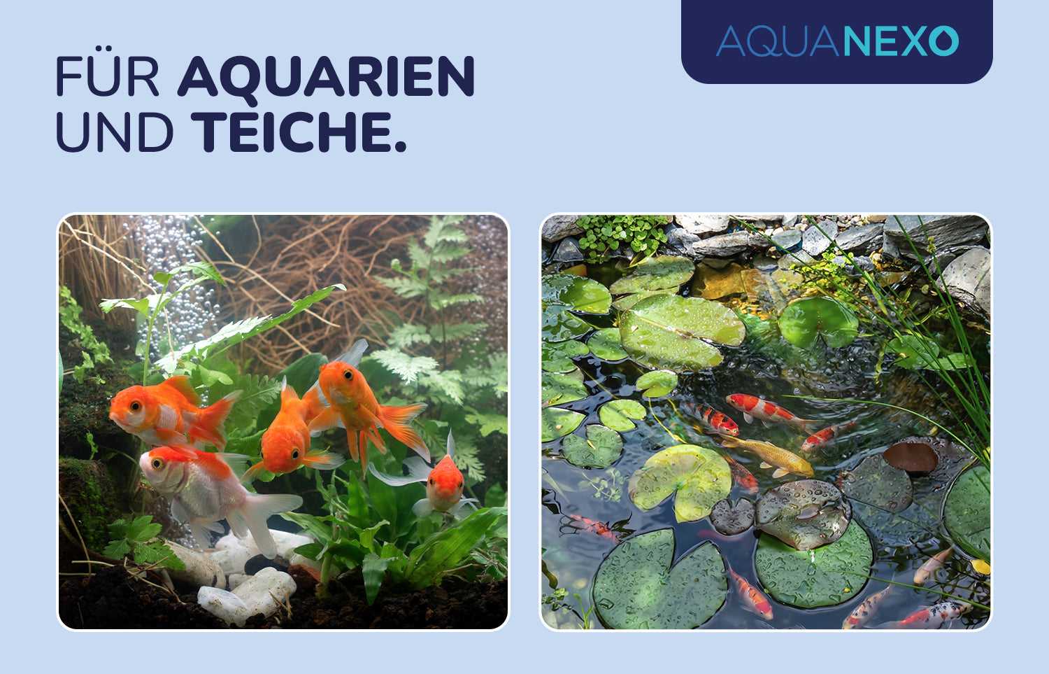 Aquariumwasser Teichwasser Teststreifen – Aquanexo