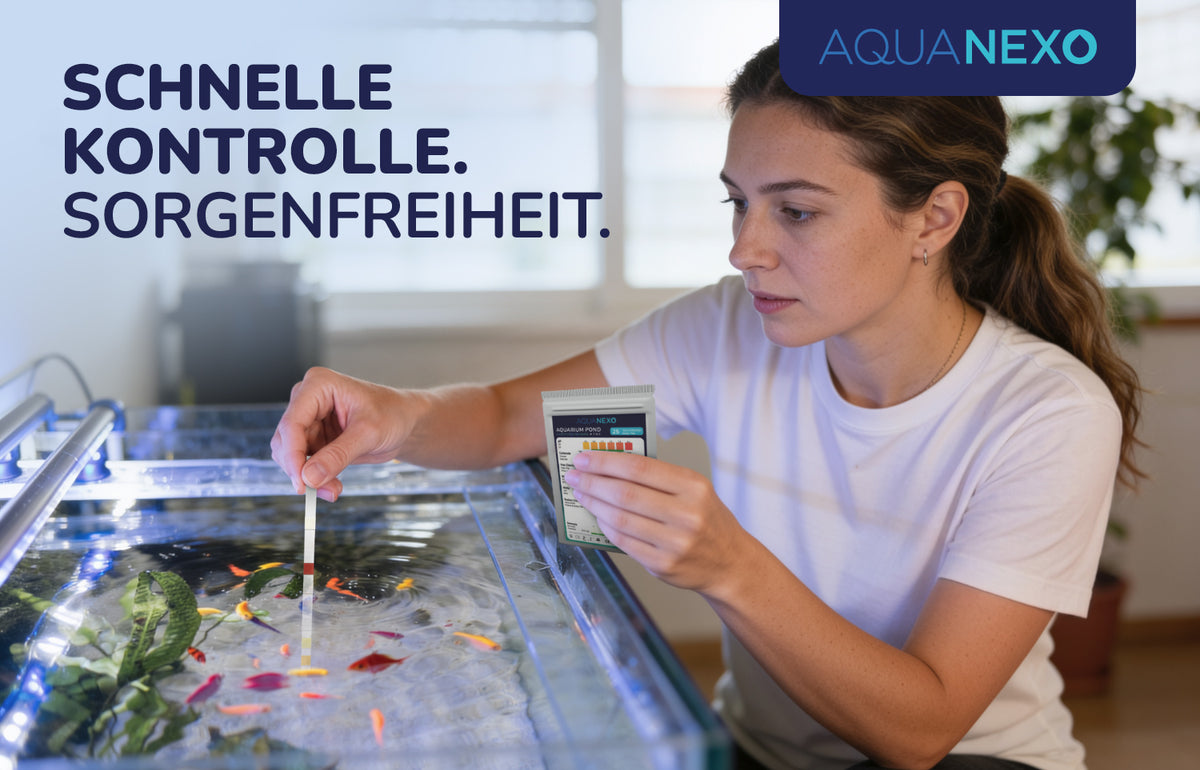 Aquariumwasser Teststreifen Testen – Aquanexo
